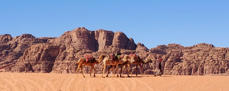 camels55